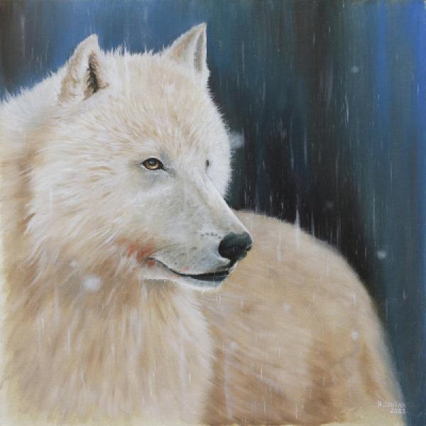 Canis Lupus